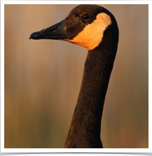 Canada Goose - Neck